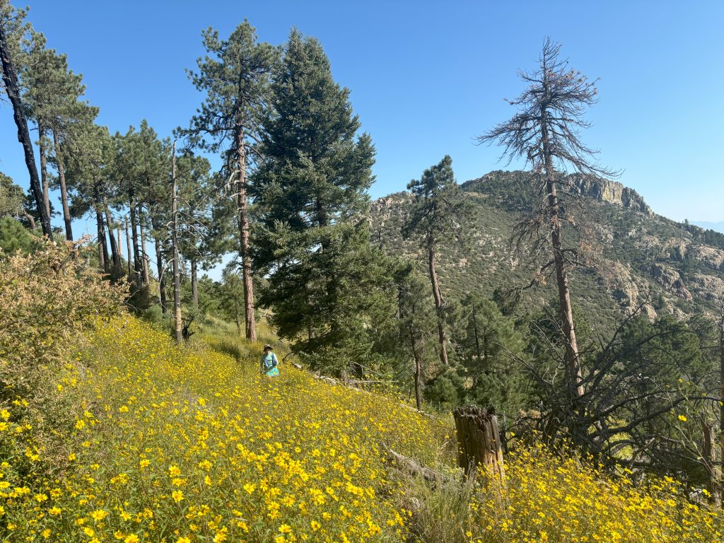 mt wrightson flowers