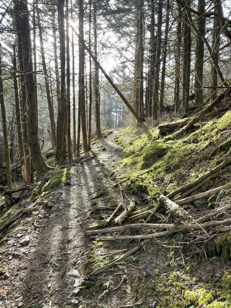 Mossy sun dappled forest